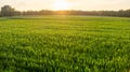 Corn field agriculture under a sunset sky. Green nature. Rural farm land in summer. Plant growth. Farming scene. Outdoor Royalty Free Stock Photo