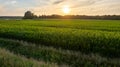 Corn field agriculture under a sunset sky. Green nature. Rural farm land in summer. Plant growth. Farming scene. Outdoor Royalty Free Stock Photo