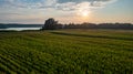 Corn field agriculture under a sunset sky. Green nature. Rural farm land in summer. Plant growth. Farming scene. Outdoor Royalty Free Stock Photo