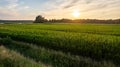 Corn field agriculture under a sunset sky. Green nature. Rural farm land in summer. Plant growth. Farming scene. Outdoor Royalty Free Stock Photo