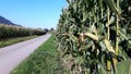 Corn field along the bicycle path