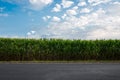 Corn field along the road on a sunny day Royalty Free Stock Photo