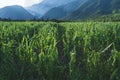 Corn field in alpine landscape damaged by a hail storm in Austria Royalty Free Stock Photo