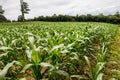 Corn field area in Thailand