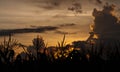 The corn field art of silhouette. Royalty Free Stock Photo