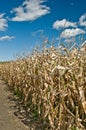 Corn field in autumn