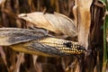 Corn field in autumn Royalty Free Stock Photo