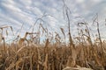 Corn Field autumn. Agricultural field with corn autumn. Royalty Free Stock Photo