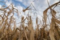 Corn Field autumn. Agricultural field with corn autumn. Royalty Free Stock Photo