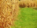 Corn field in autumn - Maramures Royalty Free Stock Photo