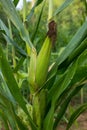 Corn field, baby corn