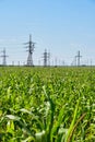 Corn field background of power lines Royalty Free Stock Photo