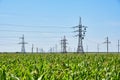 Corn field background of power lines Royalty Free Stock Photo