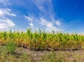 Corn field on the background sky with cirrus clouds Royalty Free Stock Photo