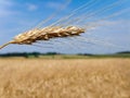 Corn field with barley spike Royalty Free Stock Photo