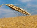 Corn field with barley spike Royalty Free Stock Photo