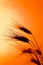 Corn field with barley before sunset Royalty Free Stock Photo