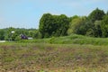 A corn field and barn on a hot summer day