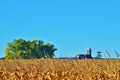 Corn field with a barn and tree.