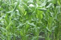 A field of corn grown to fruition