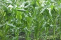 A field of corn grown to fruition