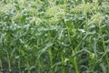 A field of corn grown to fruition