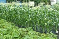 A field of corn grown to fruition