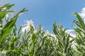 Corn field on a beautiful summer day with clouds and blue sky, Germany Royalty Free Stock Photo