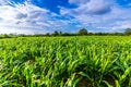 Corn field on a beautiful sunny day Royalty Free Stock Photo
