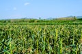 Corn field behind the mountains in the evening. Royalty Free Stock Photo