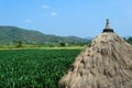 Corn field behind the mountains in the evening. Royalty Free Stock Photo