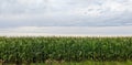 Corn field in Beloeil, Qc Royalty Free Stock Photo