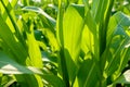 Corn field big leafs foliage