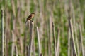 Corn field and bird