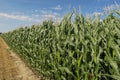 Corn field with blue sky on background Royalty Free Stock Photo