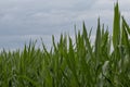 A corn field with blue sky behind