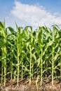 Corn field and blue sky with clouds Royalty Free Stock Photo