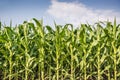 Corn field and blue sky with clouds Royalty Free Stock Photo