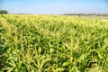 Corn field on sky