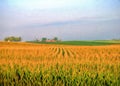 Corn field with blue sky and red barn. Royalty Free Stock Photo