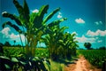 corn field and blue sky with white clouds, beautiful photo digital picture