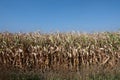 Corn field with blue sky Royalty Free Stock Photo