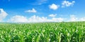 Corn field and bright blue sky.Wide photo Royalty Free Stock Photo