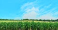 Corn field with the bule sky background