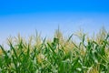 Corn field in clear day, Corn tree at farm land with blue cloudy Sky,Agricultural Industry Commission