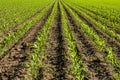 Corn Field - Close Shot Royalty Free Stock Photo