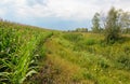 A corn field close to shallow river bank that changed into a narrow stream as a result of violation of nature protection laws that