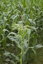 Corn field, close up corn flower. Royalty Free Stock Photo