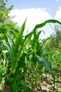 Corn field close-up Royalty Free Stock Photo