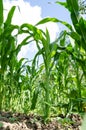 Corn field close-up Royalty Free Stock Photo